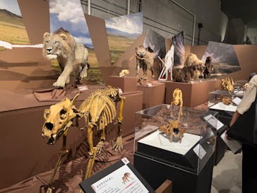 特別展「氷河期展 〜人類が見た4万年前の世界〜」（国立科学博物館）に投稿された画像（2025/8/17）