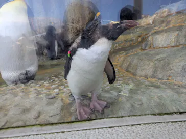仙台うみの杜水族館に投稿された画像（2025/8/17）