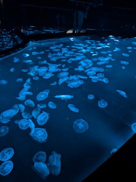 すみだ水族館に投稿された画像（2025/8/17）