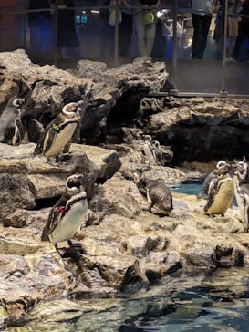 すみだ水族館に投稿された画像（2025/8/17）