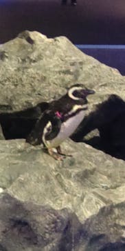 すみだ水族館に投稿された画像（2025/8/17）