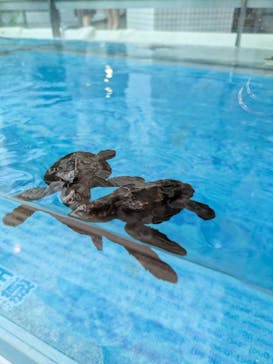 名古屋港水族館に投稿された画像（2025/8/17）