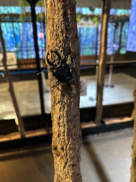 JOYPOLIS 特別イベントスペースに投稿された画像（2025/8/17）