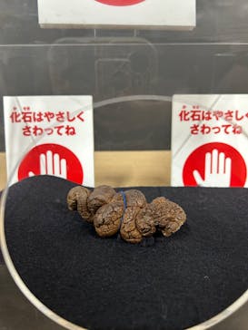 最強王図鑑フェスティバル in 東京タワーに投稿された画像（2025/8/17）