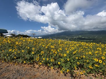ひるがのピクニックガーデンに投稿された画像（2025/8/17）