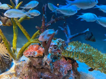 サンシャイン水族館に投稿された画像（2025/8/17）