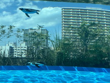 サンシャイン水族館に投稿された画像（2025/8/17）