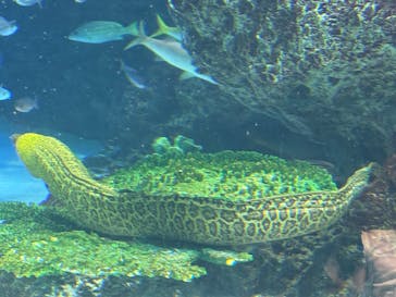 サンシャイン水族館に投稿された画像（2025/8/17）