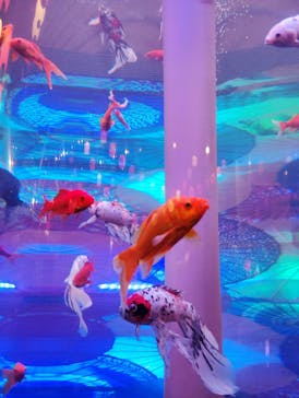 錦鯉・金魚アクアリウム in ときメッセに投稿された画像（2025/8/17）