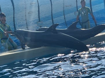 新江ノ島水族館に投稿された画像（2025/8/17）