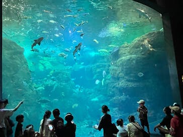 新江ノ島水族館に投稿された画像（2025/8/17）