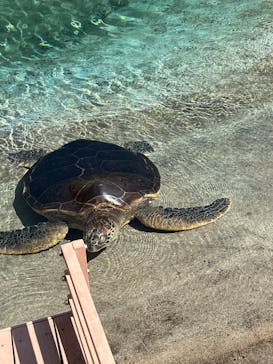新江ノ島水族館に投稿された画像（2025/8/17）