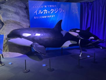 新江ノ島水族館に投稿された画像（2025/8/17）
