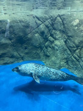 新江ノ島水族館に投稿された画像（2025/8/17）