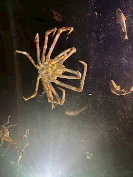 竹島水族館に投稿された画像（2025/8/17）