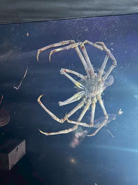 竹島水族館に投稿された画像（2025/8/17）