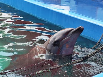 ゼロ距離水族館 伊勢シーパラダイスに投稿された画像（2025/8/17）