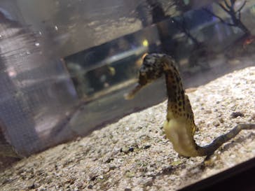 ゼロ距離水族館 伊勢シーパラダイスに投稿された画像（2025/8/17）