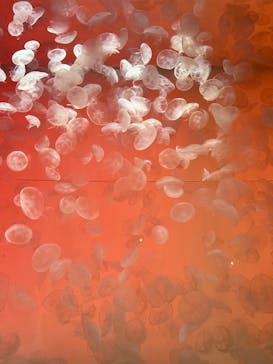 アクアワールド茨城県大洗水族館に投稿された画像（2025/8/17）