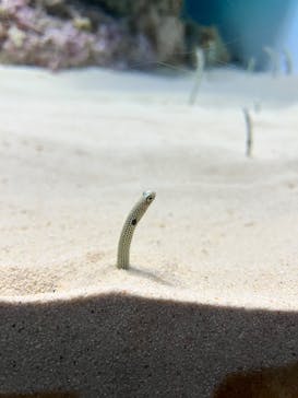アクアワールド茨城県大洗水族館に投稿された画像（2025/8/17）