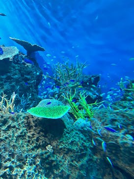 アクアワールド茨城県大洗水族館に投稿された画像（2025/8/17）