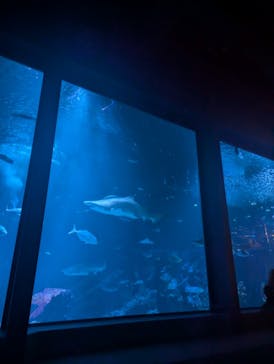 マリンワールド海の中道に投稿された画像（2025/8/17）