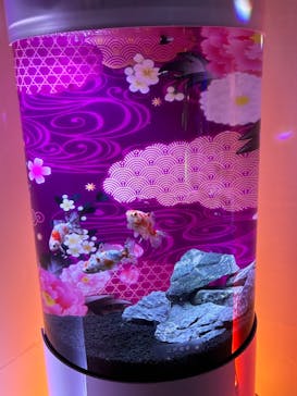 錦鯉・金魚アクアリウム in ときメッセに投稿された画像（2025/8/17）