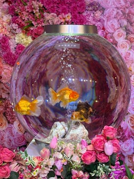 錦鯉・金魚アクアリウム in ときメッセに投稿された画像（2025/8/17）