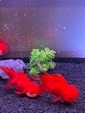 錦鯉・金魚アクアリウム in ときメッセに投稿された画像（2025/8/17）