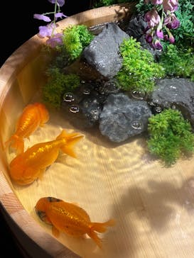 錦鯉・金魚アクアリウム in ときメッセに投稿された画像（2025/8/17）