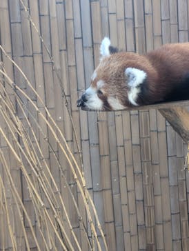 熱川バナナワニ園に投稿された画像（2025/8/17）