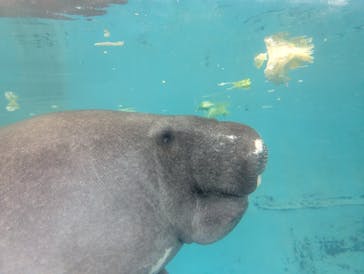 熱川バナナワニ園に投稿された画像（2025/8/17）