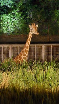 名古屋市東山動植物園に投稿された画像（2025/8/17）