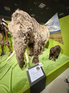 特別展「氷河期展 〜人類が見た4万年前の世界〜」（国立科学博物館）に投稿された画像（2025/8/17）
