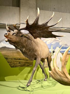 特別展「氷河期展 〜人類が見た4万年前の世界〜」（国立科学博物館）に投稿された画像（2025/8/17）