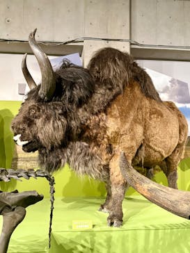 特別展「氷河期展 〜人類が見た4万年前の世界〜」（国立科学博物館）に投稿された画像（2025/8/17）