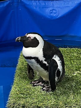 いきもの探検隊上尾に投稿された画像（2025/8/17）