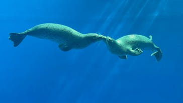 上越市立水族博物館 うみがたりに投稿された画像（2025/8/17）