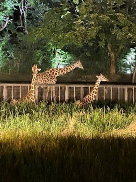 名古屋市東山動植物園に投稿された画像（2025/8/17）