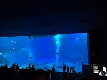 沖縄美ら海水族館に投稿された画像（2025/8/17）