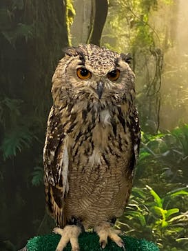 リトルモンスター展～「うゎっ」と「ぅわぁ～」のいきものたち～ @新潟県立自然科学館に投稿された画像（2025/8/17）