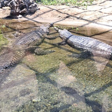 体感型動物園iZooに投稿された画像（2025/8/17）