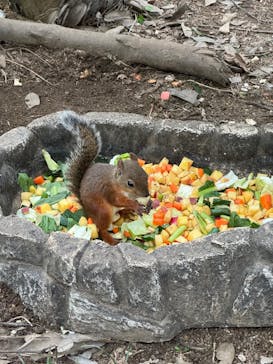 那須どうぶつ王国に投稿された画像（2025/8/17）