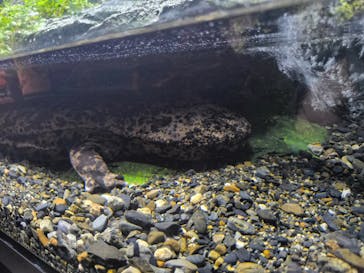 京都水族館に投稿された画像（2025/8/17）