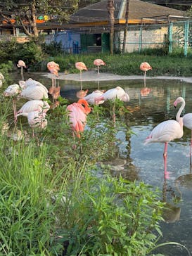 東武動物公園に投稿された画像（2025/8/17）