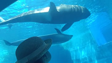 名古屋港水族館に投稿された画像（2025/8/17）