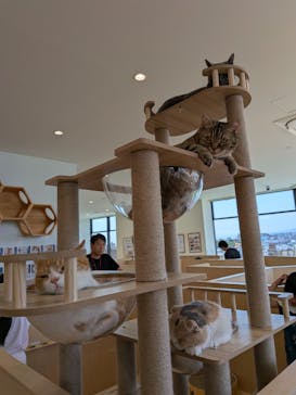 Cat Café MOFF グランベリーパーク店に投稿された画像（2025/8/17）