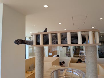 Cat Café MOFF グランベリーパーク店に投稿された画像（2025/8/17）
