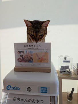 Cat Café MOFF グランベリーパーク店に投稿された画像（2025/8/17）