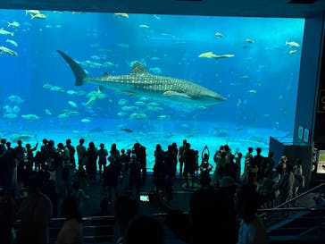 沖縄美ら海水族館に投稿された画像（2025/8/17）
